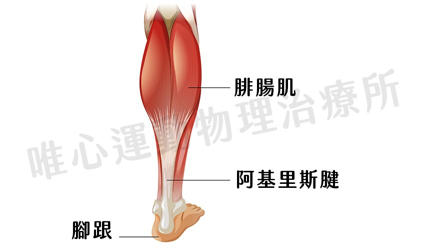 籃球運動傷害:阿基里斯腱斷裂,平時該如何保養及放鬆?