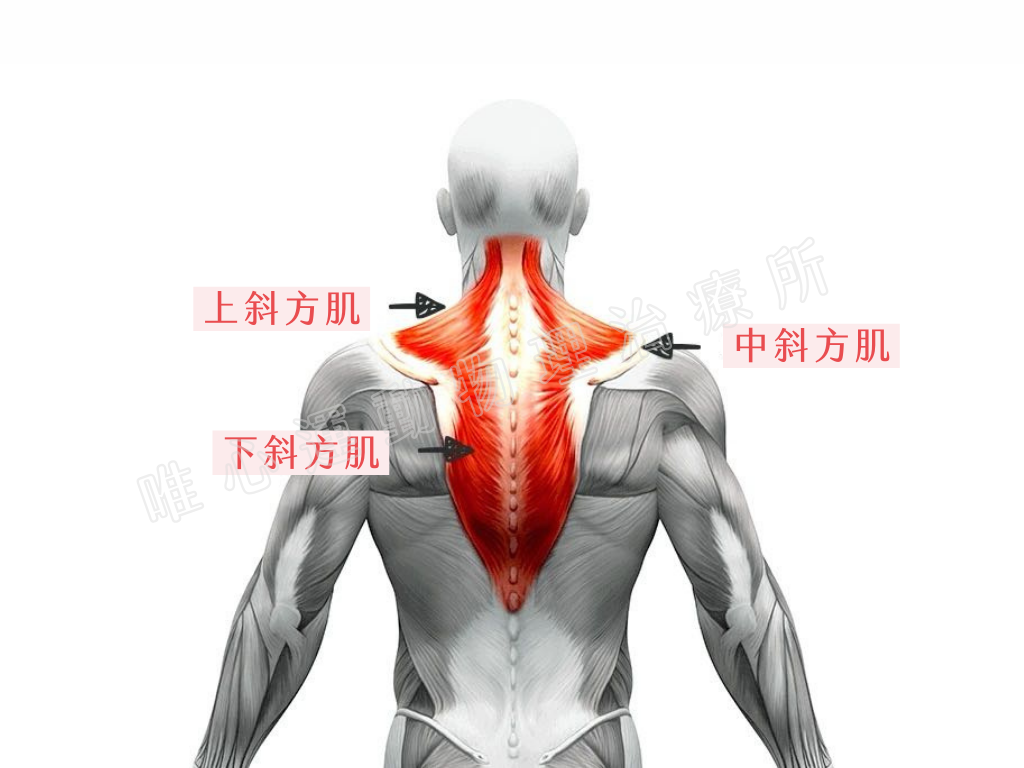 用物理治療改善斜方肌緊繃吧！斜方肌緊繃原因與症狀｜桃園物理治療