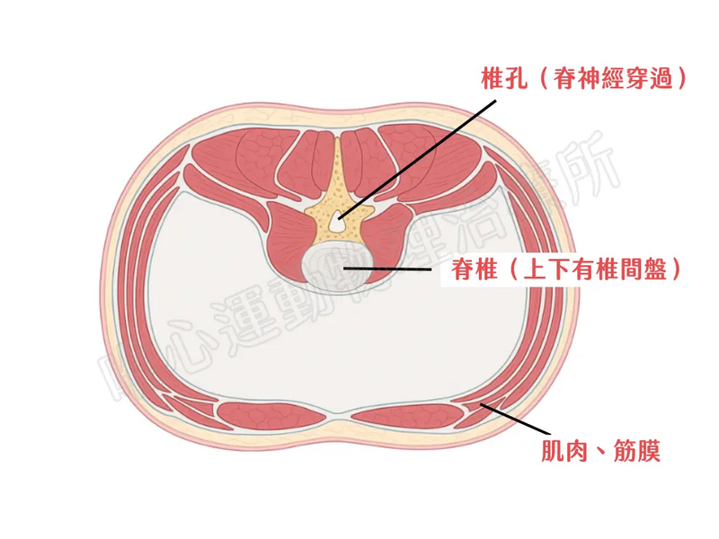 唯心運動醫療體系：物理治療師利用腹部橫切圖模型講解解剖構造，說明腰痛與肌肉筋膜失衡原因