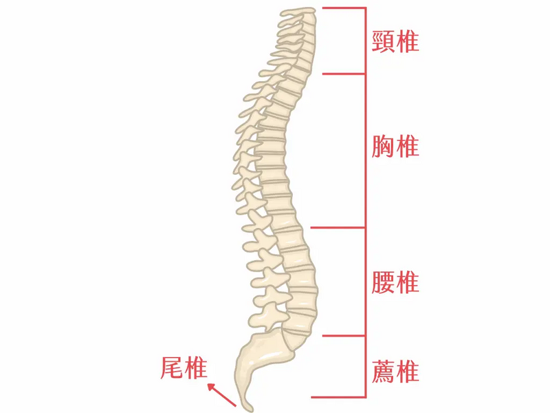 尾椎位於脊椎的最下方。 (圖片製作: 唯心運動物理治療所)