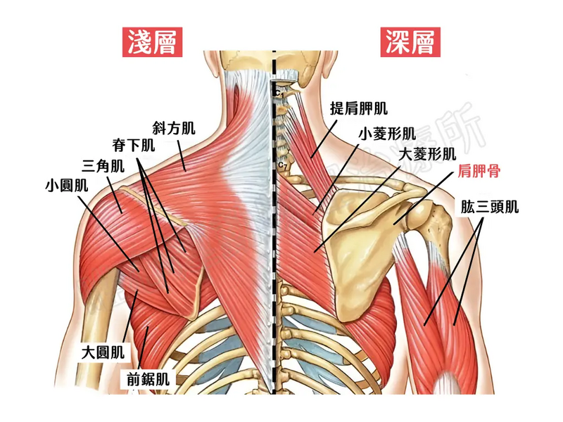 唯心運動醫療體系:動作科學解析完美直角肩比例,透過上斜方肌放鬆、三角肌與肩胛穩定肌群協同運動